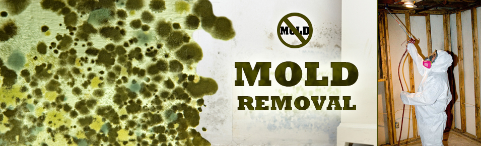 Gainesville Florida Mold Remediation