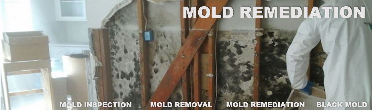 Mold Detection and Mold Removal
