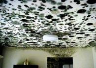 Water Damage and Mold Remediation