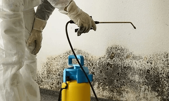 MOLD REMEDIATION